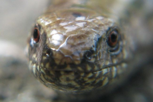 У передмісті знайшли рідкісну ящірка У передмісті знайшли рідкісну ящірка